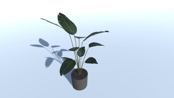 House Plant