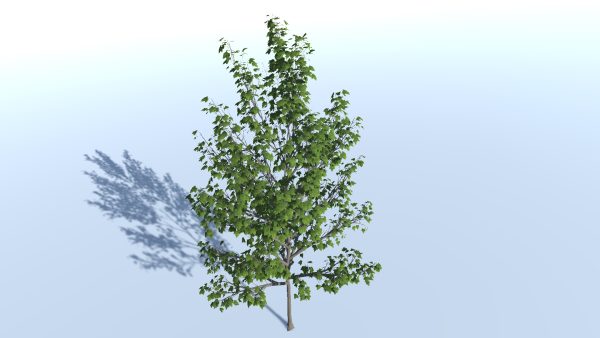 Tree A