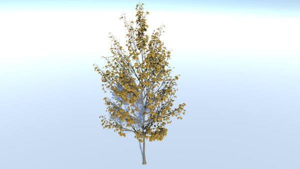 Tree B