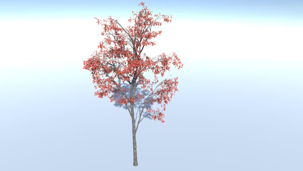 Tree C