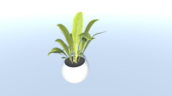 interior Plant